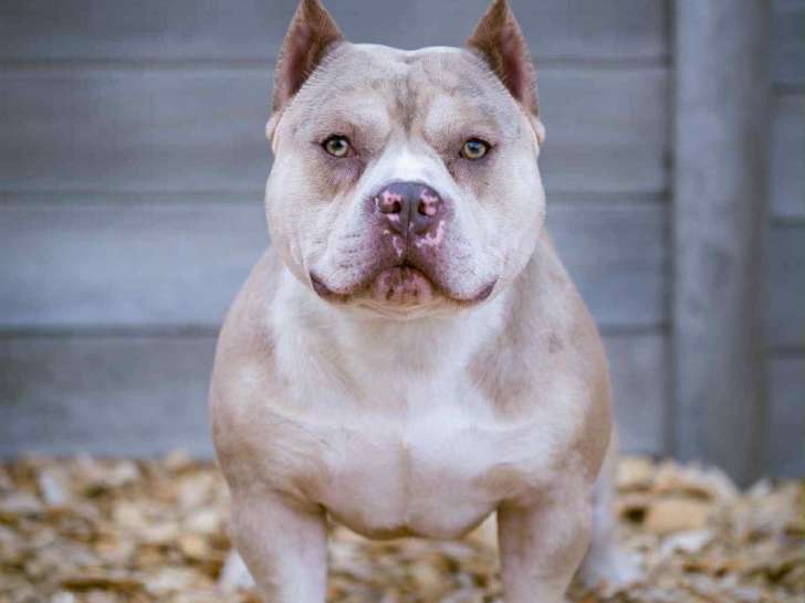 Thor, mâle American Bully disponible pour saillie