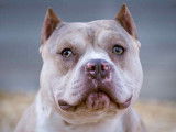 Thor, mâle American Bully disponible pour saillie
