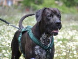 Simba, sublime chien de 4 ans à adopter