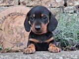 5 chiots Teckel Nain LOF à réserver