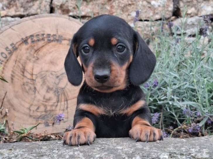 5 chiots Teckel Nain LOF à réserver