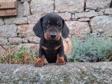 5 chiots Teckel Nain LOF à réserver