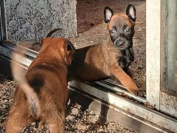 À réserver, 8 chiots Berger Belge Malinois LOF, 6 femelles et 2 mâles