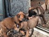 À réserver, 8 chiots Berger Belge Malinois LOF, 6 femelles et 2 mâles