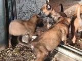 À réserver, 8 chiots Berger Belge Malinois LOF, 6 femelles et 2 mâles