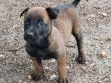 À réserver, 8 chiots Berger Belge Malinois LOF, 6 femelles et 2 mâles