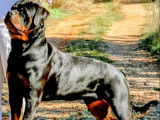 À réserver, chiot Rottweiler LOF gros gabarit, disponible début novembre 2025
