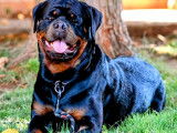 À réserver, chiot Rottweiler LOF gros gabarit, disponible début novembre 2025