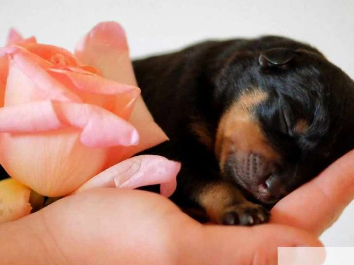 À réserver, chiot Rottweiler LOF gros gabarit, disponible début novembre 2025