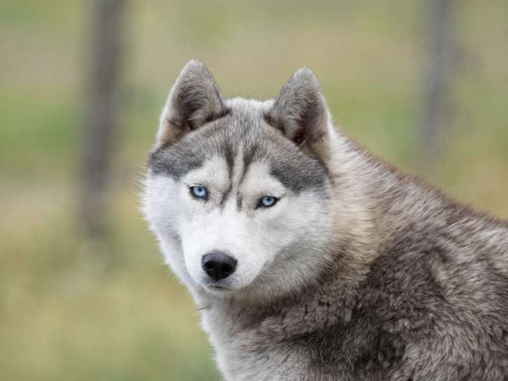 Femelle Husky adulte LOF à vendre, née en mai 2021, testée et sociable