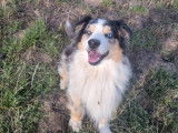 1 chien Berger Américain Miniature adulte bleu merle LOF à vendre, 5 ans