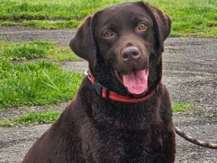 Labrador femelle chocolat LOF adulte à vendre, 5 ans