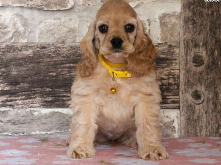 À vendre, 5 chiots Cocker Américain LOF blonds nés en juillet 2025, 3 mâles et 2 femelles