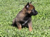 À réserver, 5 chiots Berger Belge Malinois (LOF)