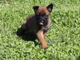 À réserver, 5 chiots Berger Belge Malinois (LOF)