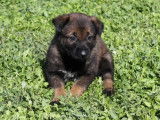 À réserver, 5 chiots Berger Belge Malinois (LOF)