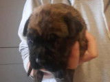 Chiot femelle Boxer à vendre