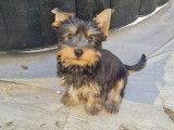Chiots de race Silky Terrier à vendre (1 femelle & 5 mâles)