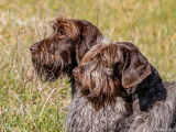 9 chiots Griffon Korthals à vendre (LOF)