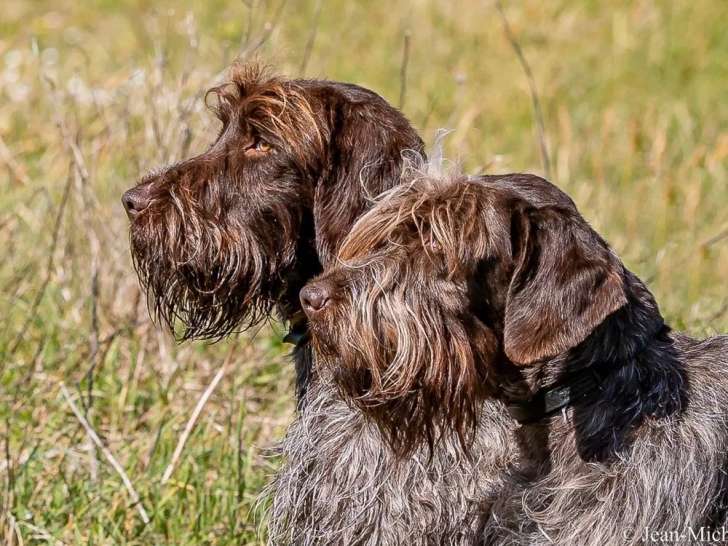 9 chiots Griffon Korthals à vendre (LOF)