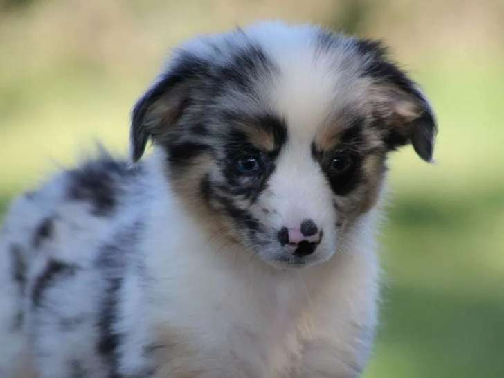 Chiot femelle Berger Américain Miniature LOF bleu merle à vendre
