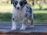 Chiot femelle Berger Américain Miniature LOF bleu merle à vendre