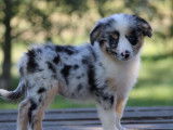 Chiot femelle Berger Américain Miniature LOF bleu merle à vendre