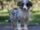 Chiot femelle Berger Américain Miniature LOF bleu merle à vendre