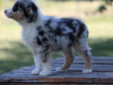 Chiot femelle Berger Américain Miniature LOF bleu merle à vendre