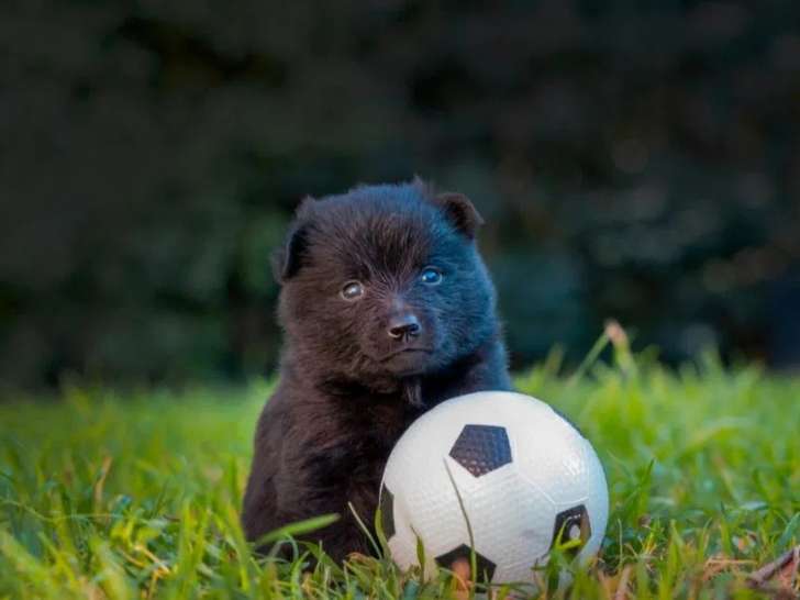 À réserver, 6 chiots Schipperke LOF