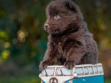 À réserver, 6 chiots Schipperke LOF