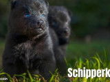 À réserver, 6 chiots Schipperke LOF