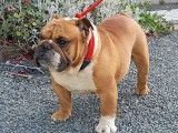 Chien adulte Bulldog Anglais mâle LOF fauve panaché blanc à vendre