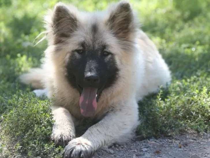 10 chiots Eurasier disponibles à la réservation (LOF)
