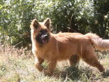 10 chiots Eurasier disponibles à la réservation (LOF)