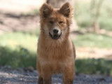 10 chiots Eurasier disponibles à la réservation (LOF)