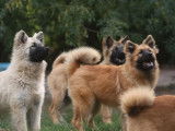 10 chiots Eurasier disponibles à la réservation (LOF)