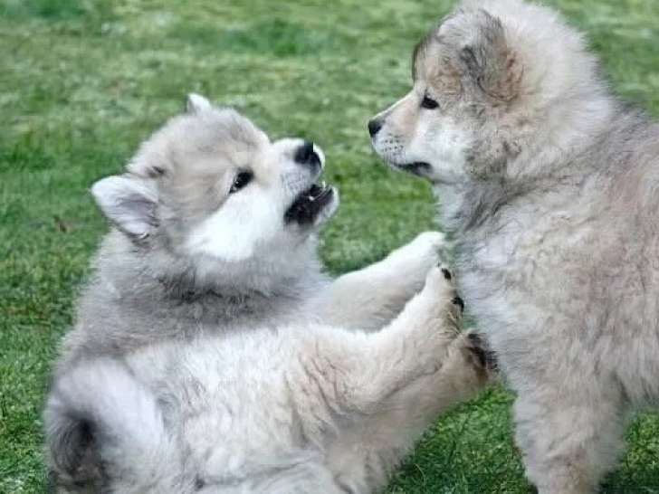 7 chiots Eurasier LOF à vendre