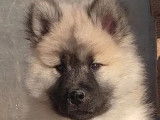 7 chiots Eurasier LOF à vendre