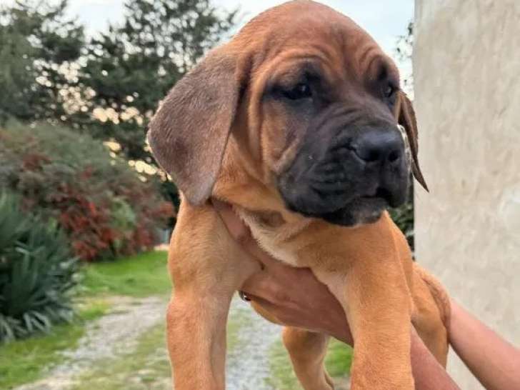 8 chiots Cane Corso LOF à vendre
