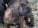 8 chiots Cane Corso LOF à vendre