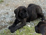 8 chiots Cane Corso LOF à vendre