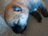 À réserver, 3 chiots femelles Shiba Inu LOF