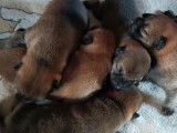 À réserver, 3 chiots femelles Shiba Inu LOF
