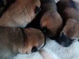 À réserver, 3 chiots femelles Shiba Inu LOF
