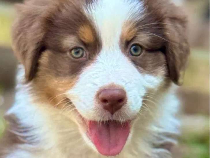 3 chiots femelles Bergers Australiens LOF à vendre