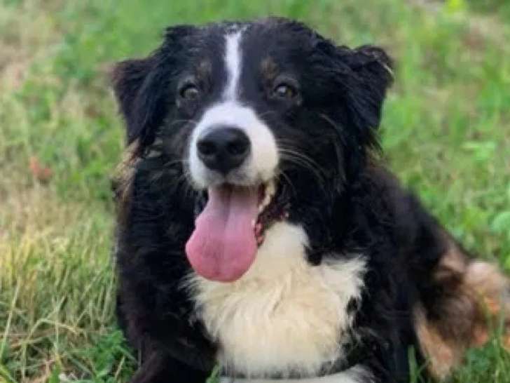 3 chiennes Bergers Australiens disponibles à la vente (LOF)