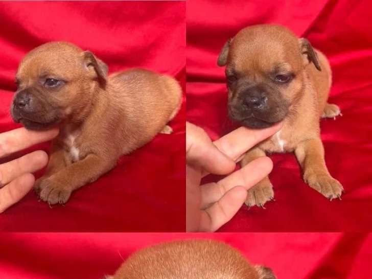 À réserver, 4 chiots Staffordshire Bull Terrier LOF