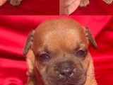 À réserver, 4 chiots Staffordshire Bull Terrier LOF