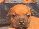 À réserver, 4 chiots Staffordshire Bull Terrier LOF